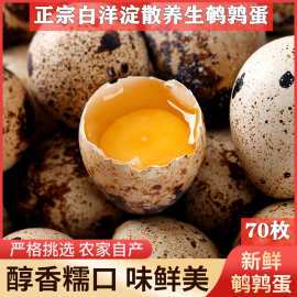 自养食用农产品新鲜生鹌鹑蛋一箱70枚当天产蛋包装宝宝孕妇辅食